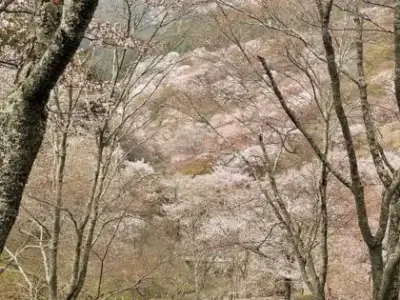 yoshino-nara_15-420x315 1 | Japan City Tour | Travel agency in Tokyo yoshino-6