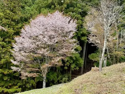 yoshino-nara_18 1 | Japan City Tour | Travel agency in Tokyo yoshino-8