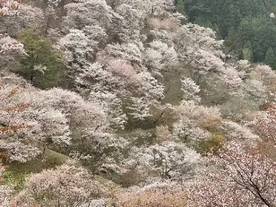 yoshino-nara_7-768x576 1 1 | Japan City Tour | Travel agency in Tokyo yoshino-3