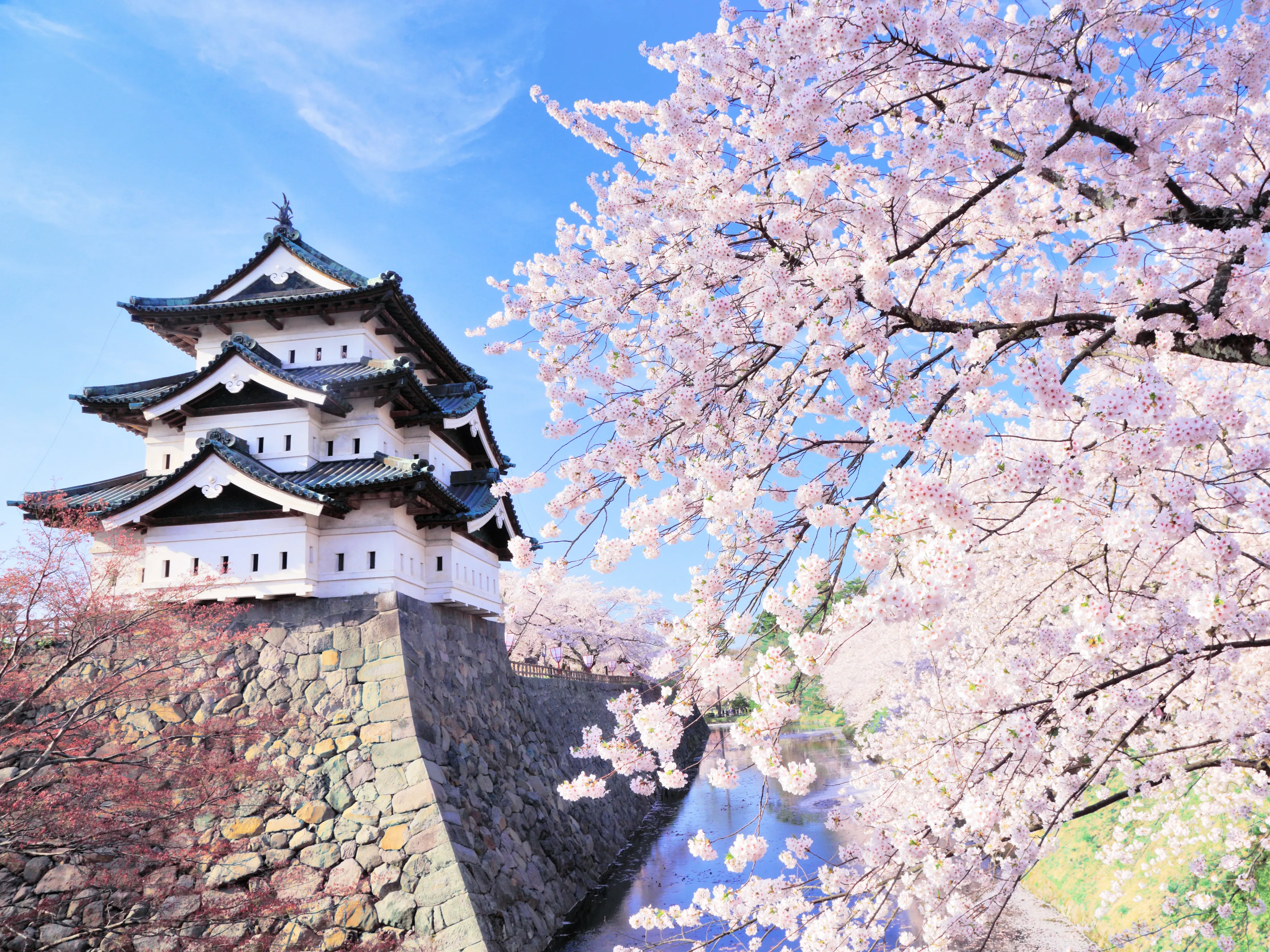 Aizuwakamatsu Castle (Tsuruga Castle) with cherry blossoms in Tohoku, Japan